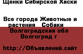 Щенки Сибирской Хаски - Все города Животные и растения » Собаки   . Волгоградская обл.,Волгоград г.